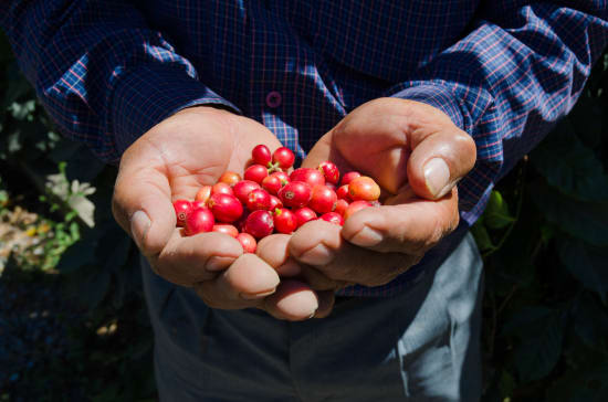 Finca Los Chorros, Huehuetenango -  Micro Lot