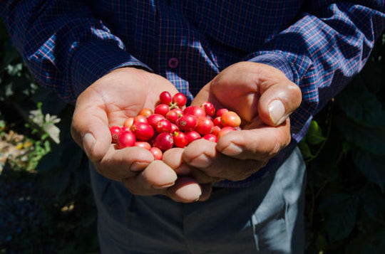 Finca Los Chorros, Huehuetenango -  Micro Lot