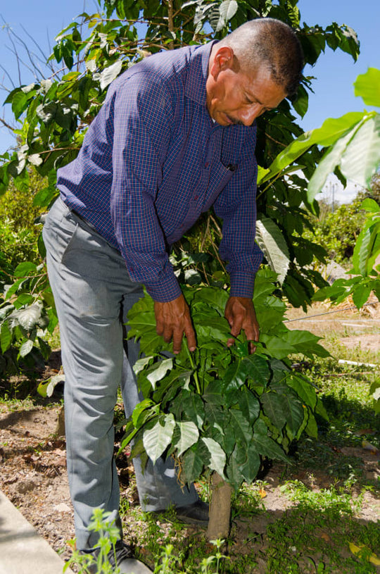 Finca Los Chorros, Huehuetenango -  Micro Lot