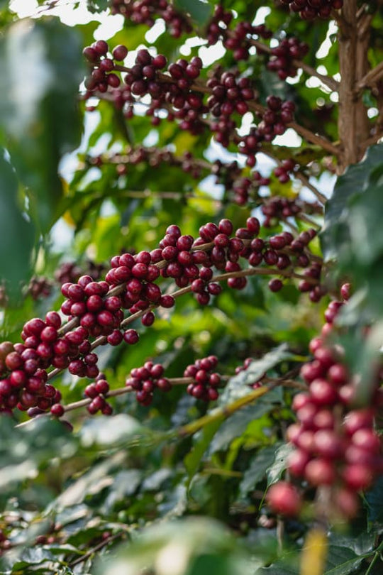 Finca Los Chorros, Huehuetenango -  Micro Lot